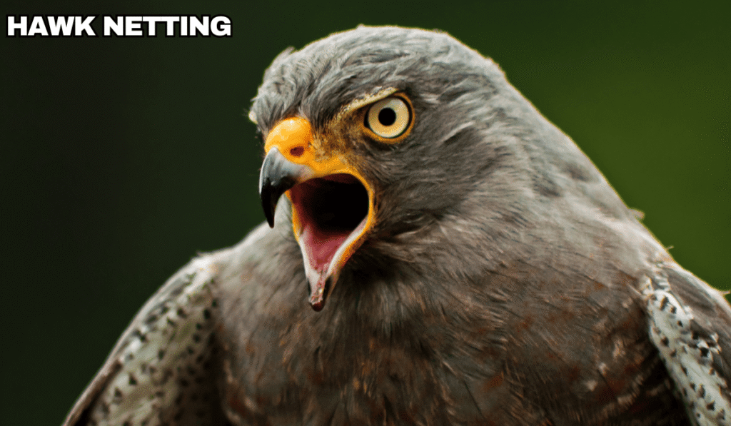 hawk netting