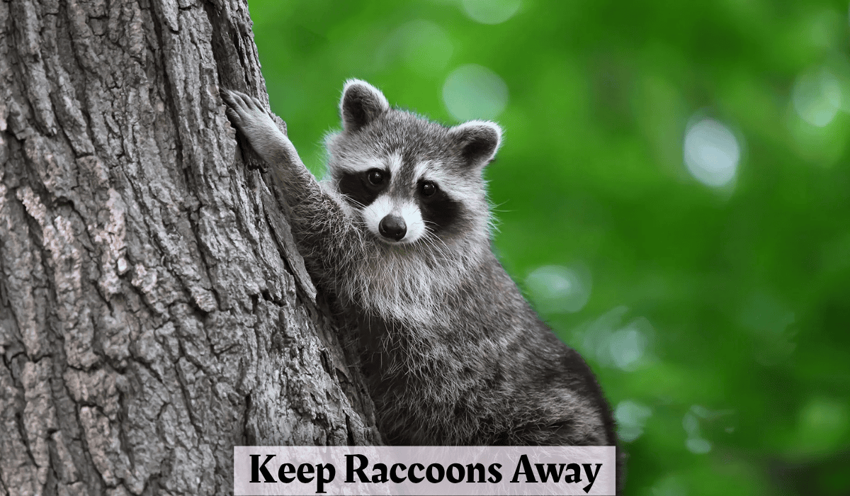 Keep Raccoons Away