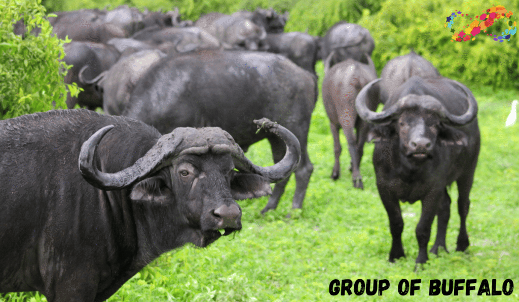 Group of Buffalo