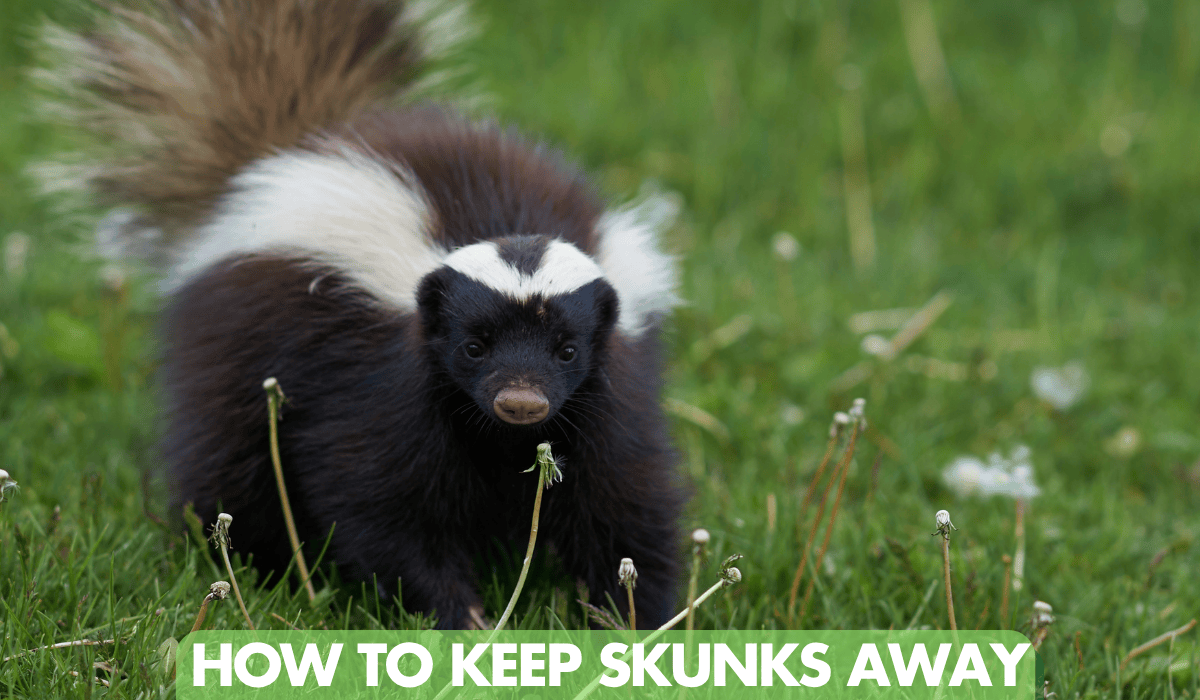 How to Keep Skunks Away